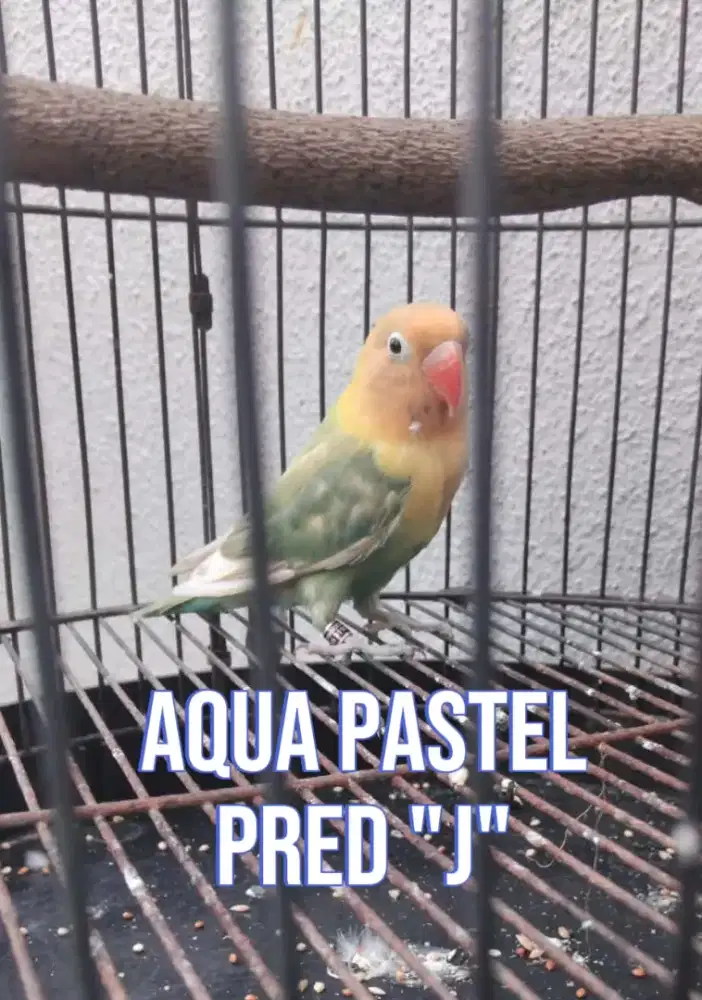 Lovebird Aqua b1 pastel