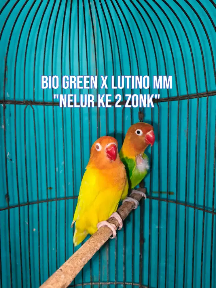 Lovebird Bio green x Lutino mm