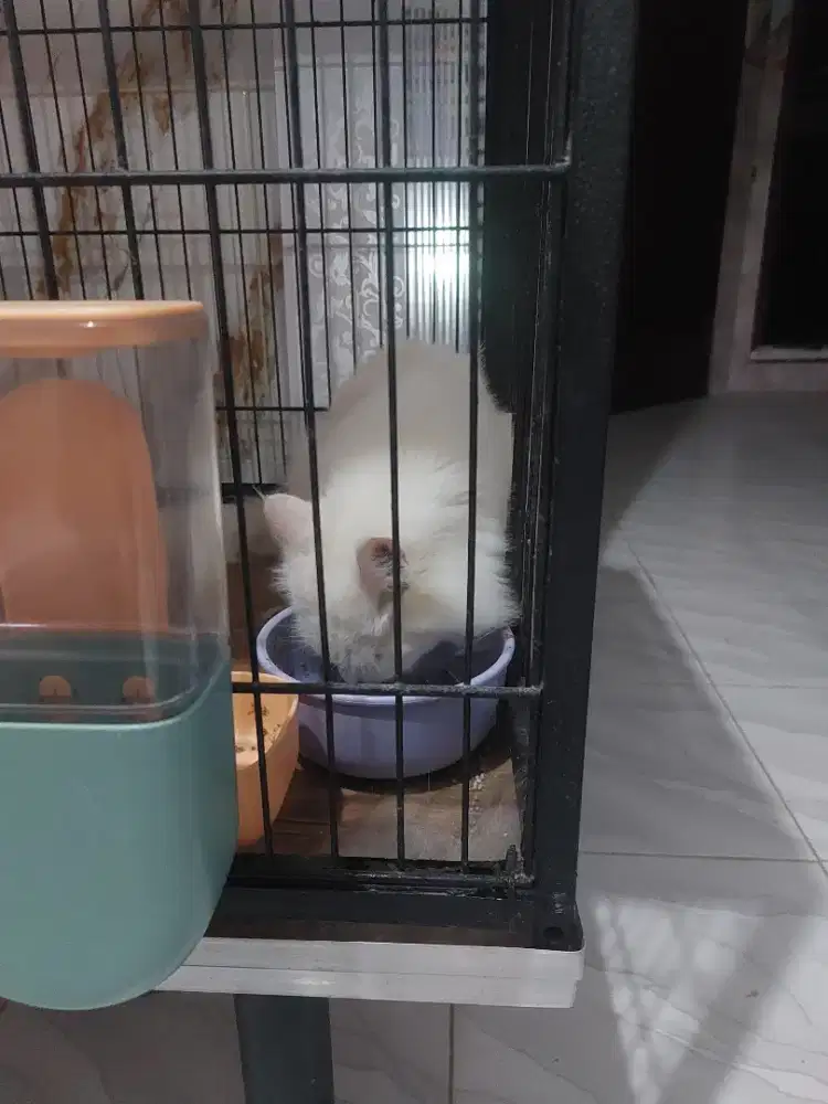 Kucing persia putih 2 jantan + sama kandangnya