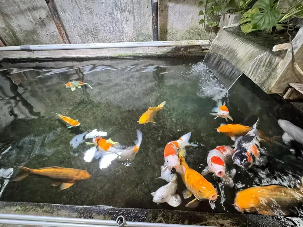 Dijual Ikan Koi Peliharaan sendiri