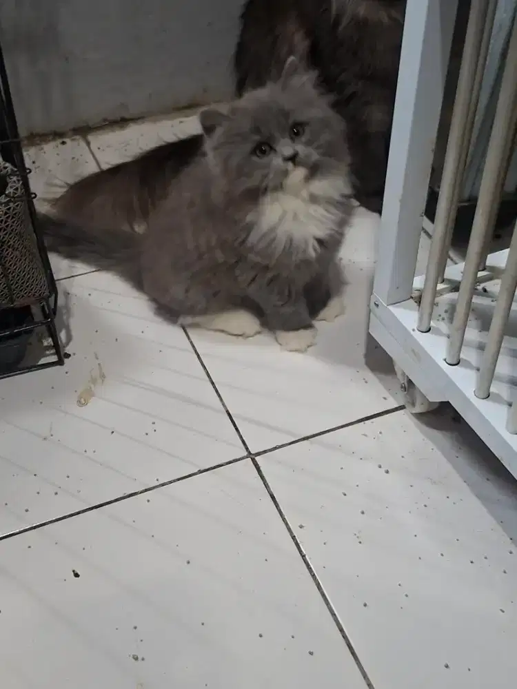 Open adop Kitten Betina Usia 2 Bulan