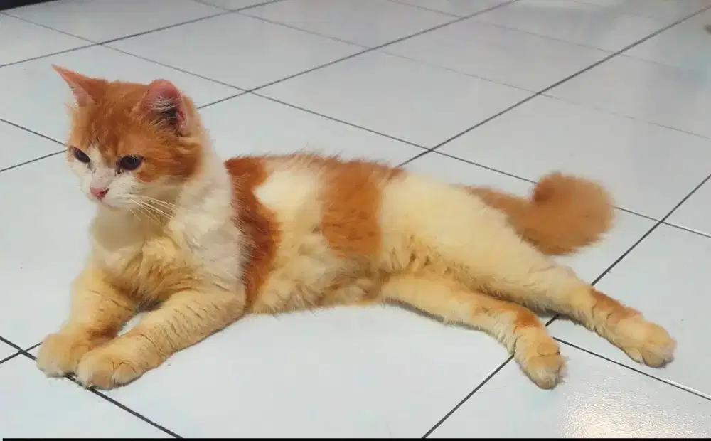 Persia medium betina 1thn 3bln