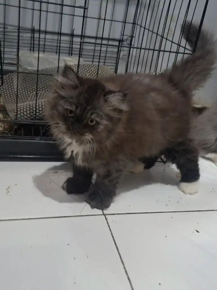 Open adop Kitten Persian Medium Usia 2 bulan