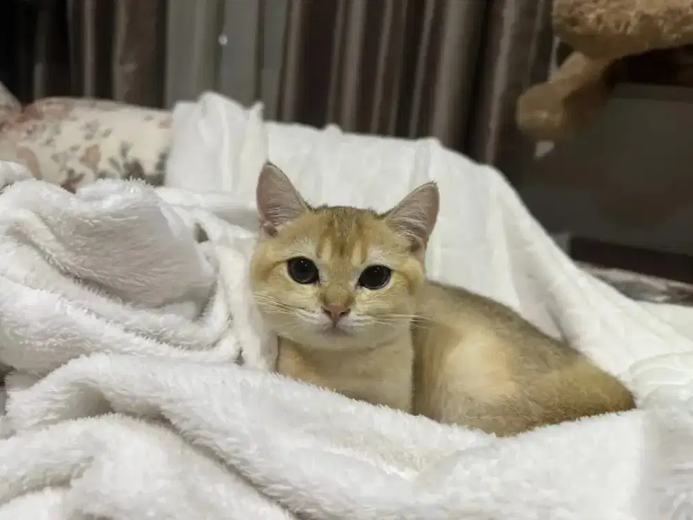 BSH Golden Female