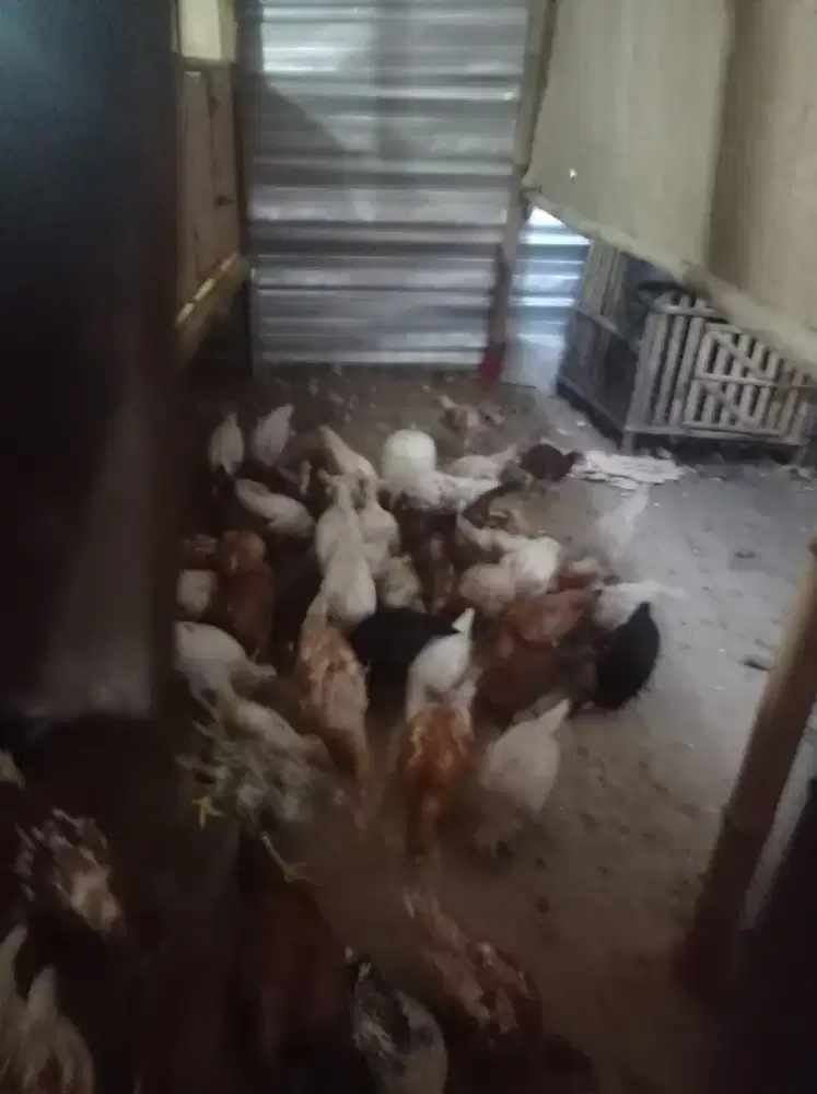 Jual ayam kampung bobot 1 kg