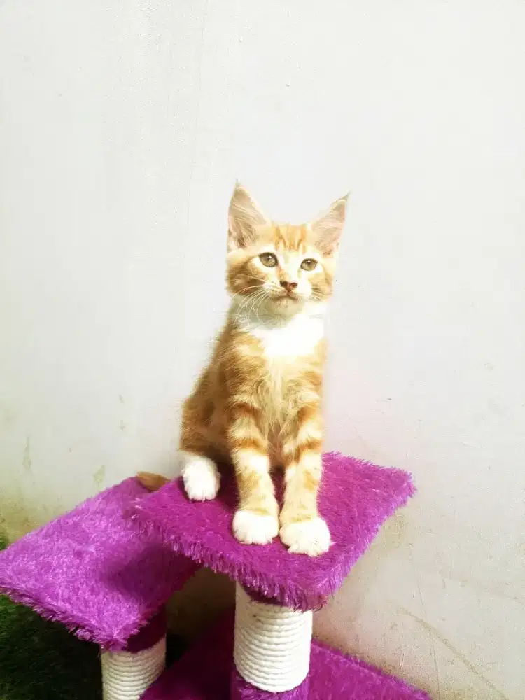 Kitten MaineCoon Betina Pure Bkn mix. induk Ped CFA Maine Coon