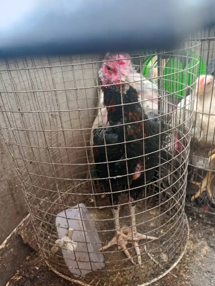 Ayam bangkok muda 100rb aja