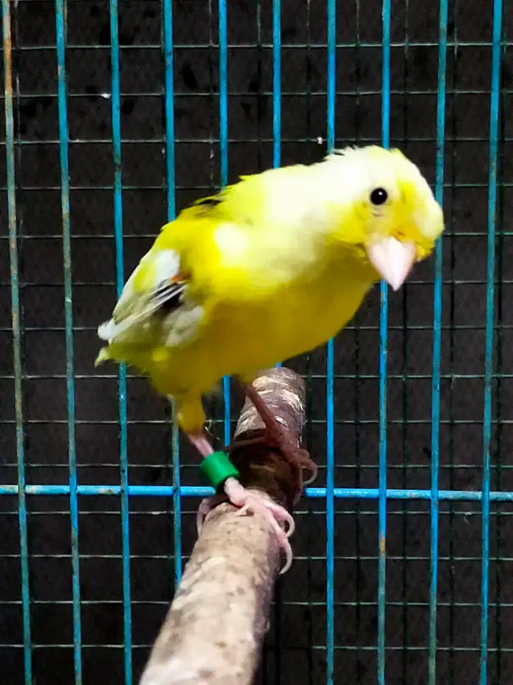 Burung kenari stabilo betina remaja