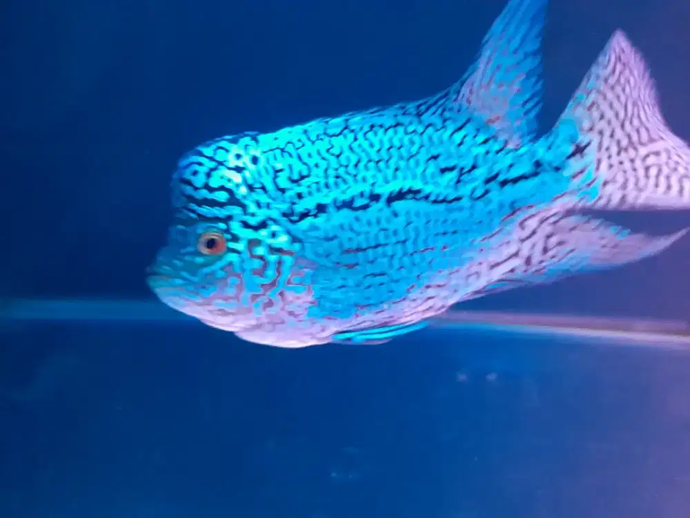 Flowerhon louhan full marking mutiara jantan