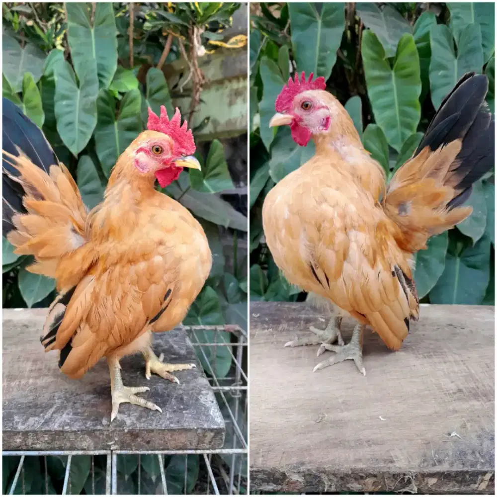 Ayam Serama Jantan 2 ekor