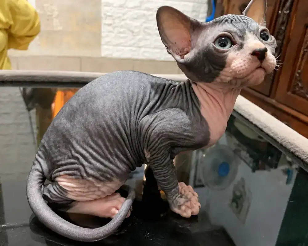 Sphynx betina kitten
