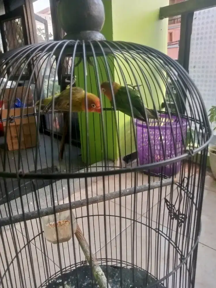 Lovebird Eunwing