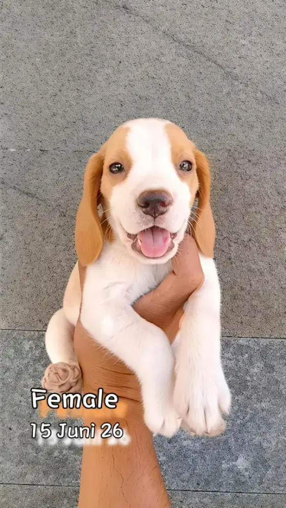 Beagle Lemon Stamboom
