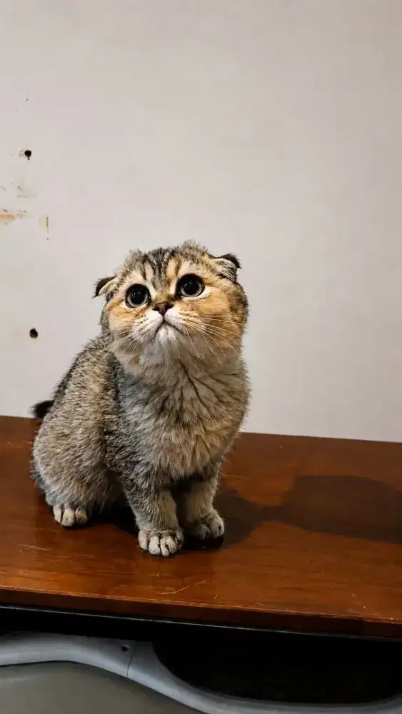 Scottish fold golden betina