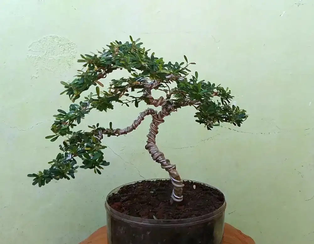 Bonsai saengsimbur super mikro vietnam