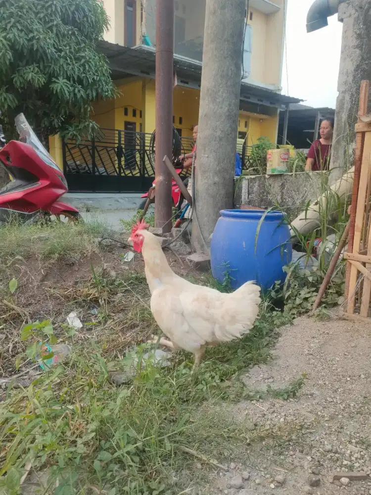 ayam pelung jago 1..Babon pelung 3 dan 1 babon Bangkok