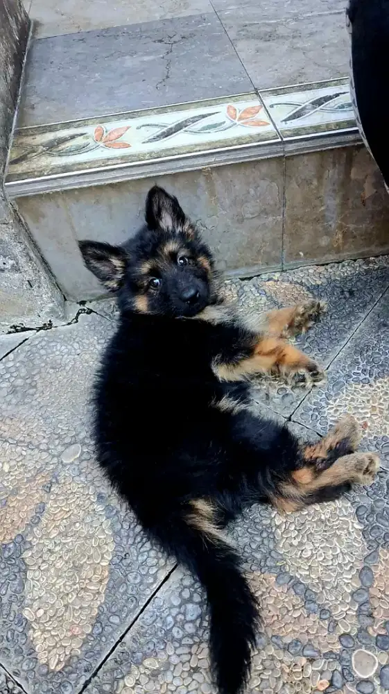 Jual Anak Puppy Anjing Herder German Shepherd Asli Big Bone