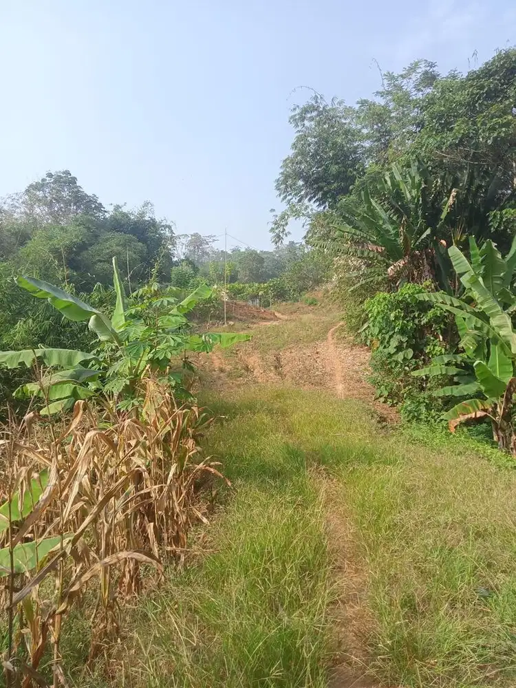 Dijual murah tanah cocok untuk perumahan atau Kebun