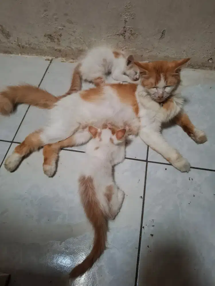 Kandang kucing (anakkucingnysj)