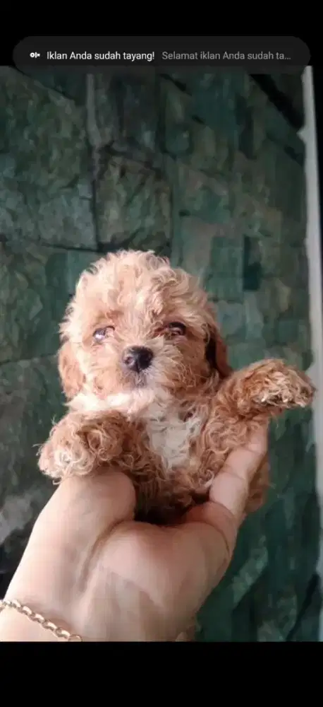 Red Toy Poodle Betina