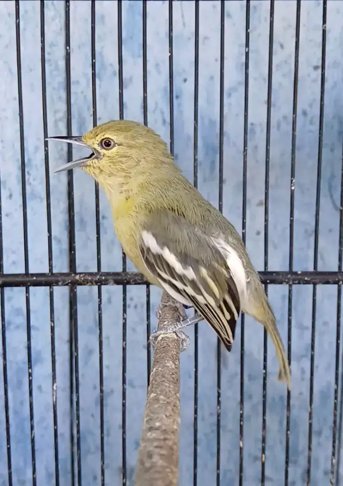 Burung sirpu gacor jinak