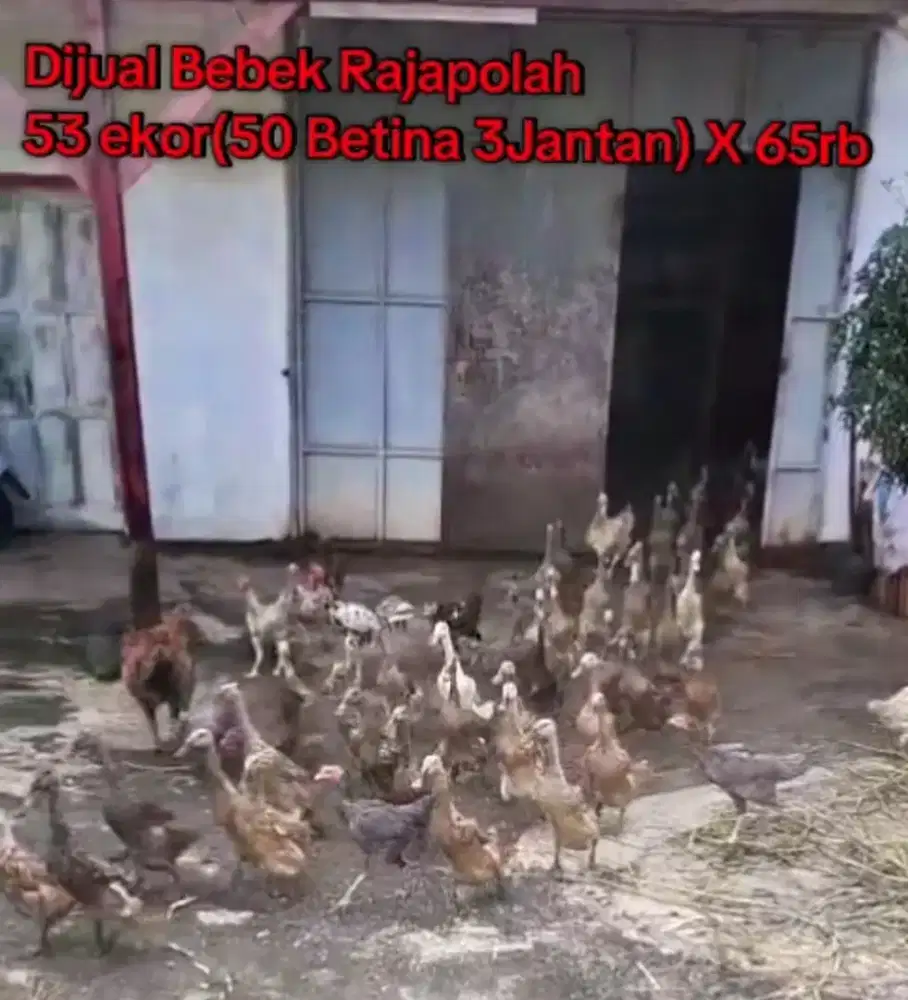Bebek petelor rajapolah