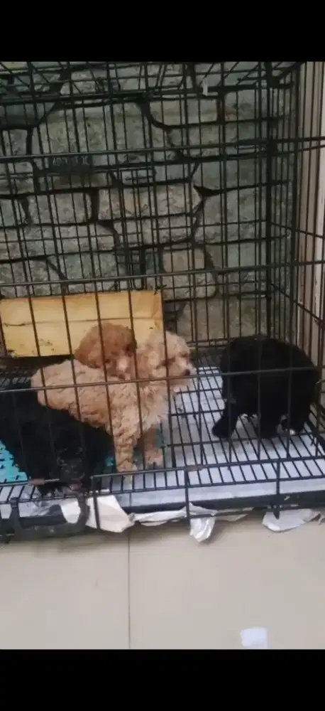Red/Black Toy Poodle
