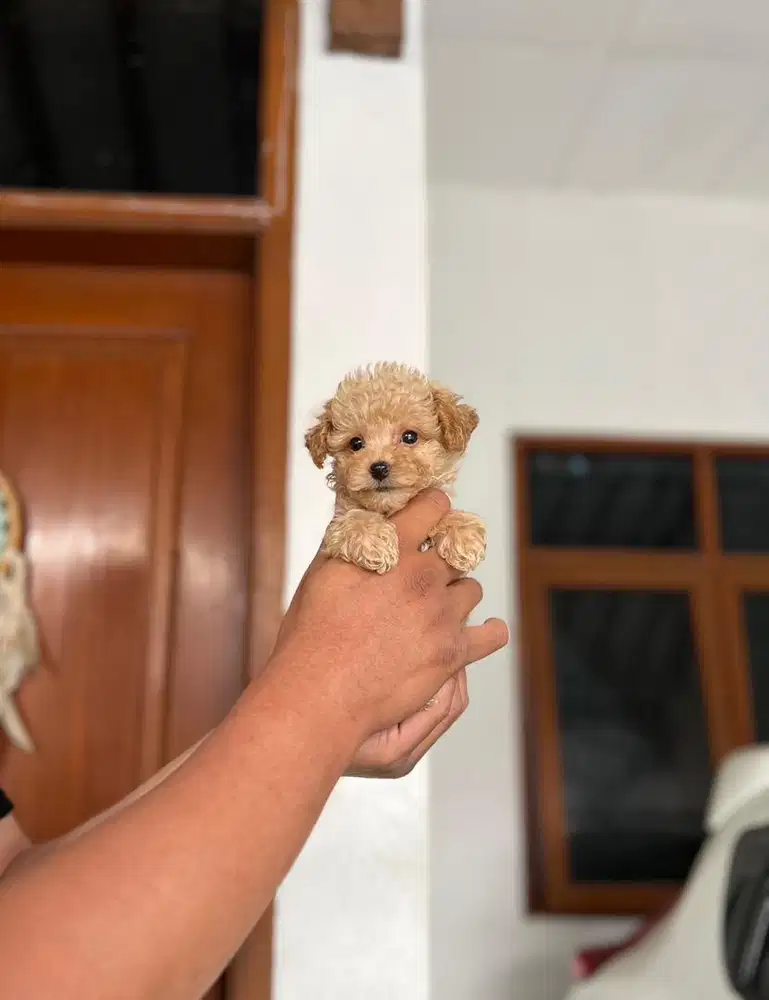 Anjing / puppies maltipoo super cute