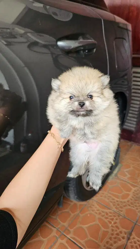 Anjing / puppies minipom jantan