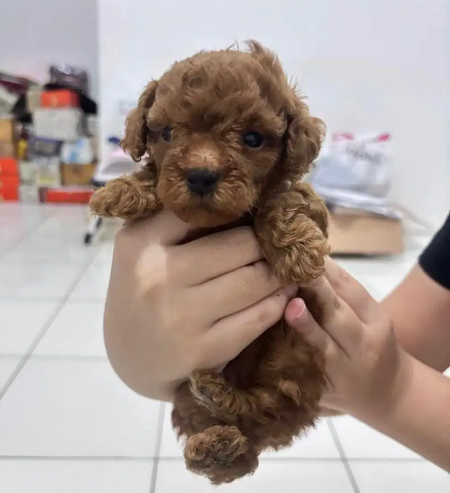 Anjing / puppies red toy poodle