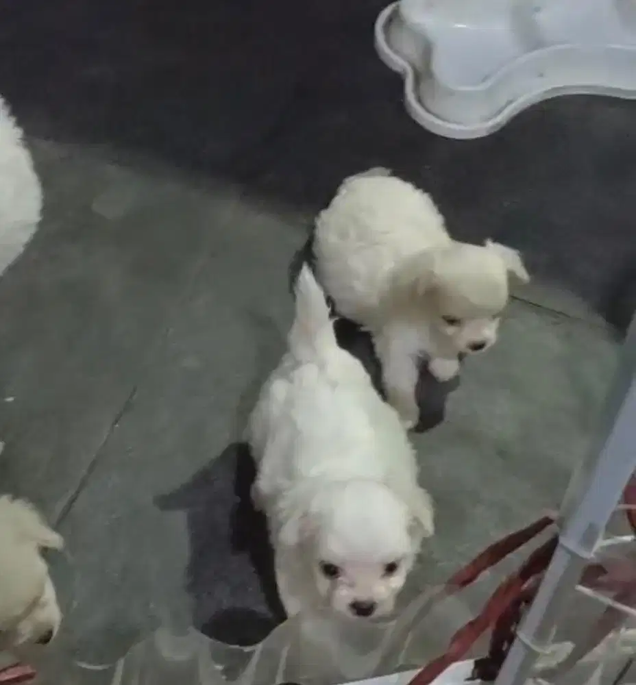 Anjing / puppies chipoo high quality