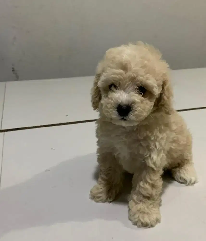 Anjing / puppies toy poodle apricote cute