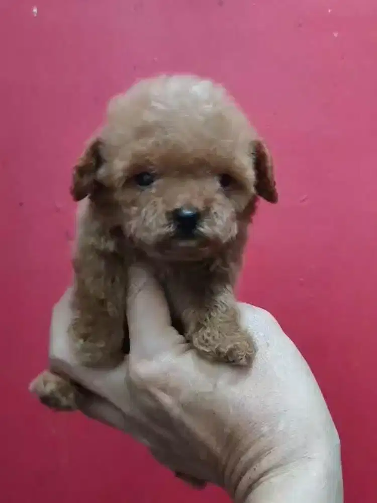 Anjing / puppies teacup poodle cute