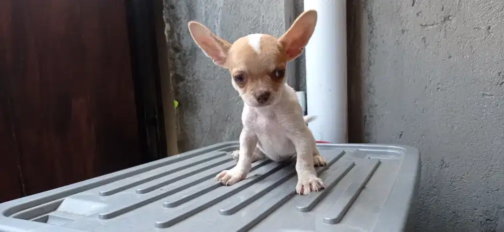 anjing chihuahua betina