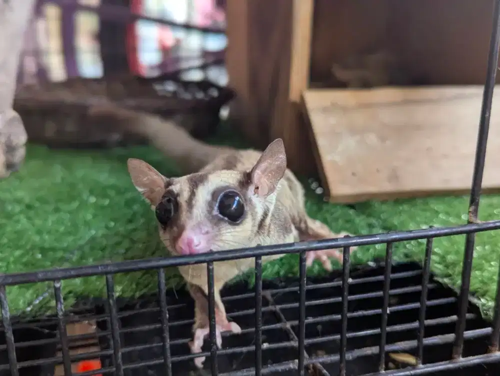 Sugar glider CG jantan 8 bulan