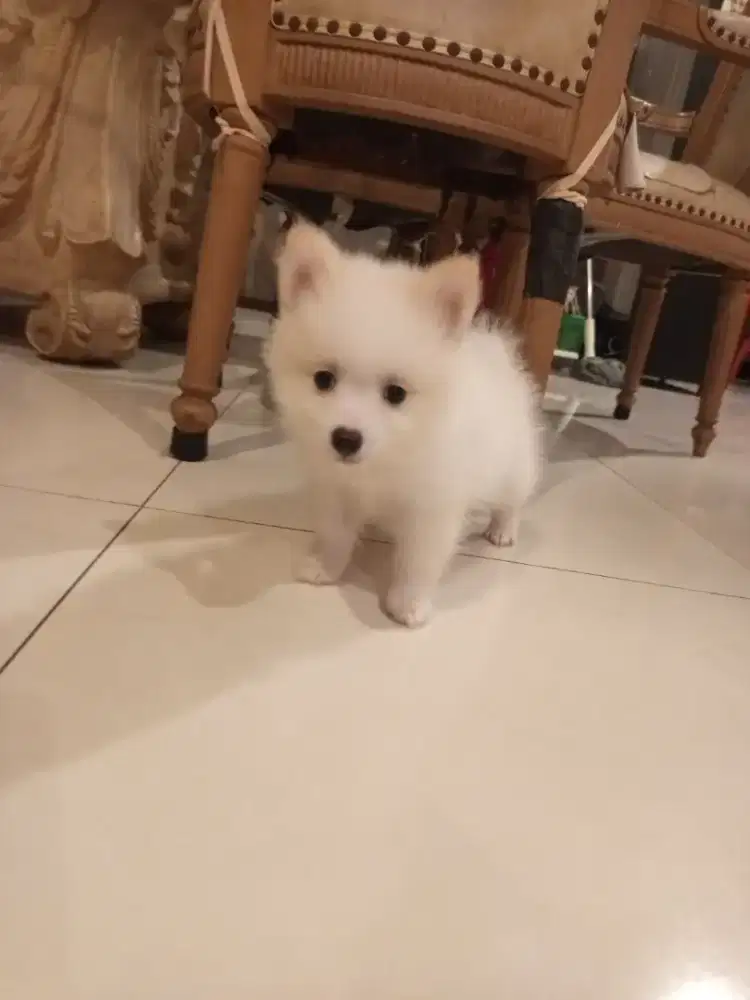 Jual Minipom puppy