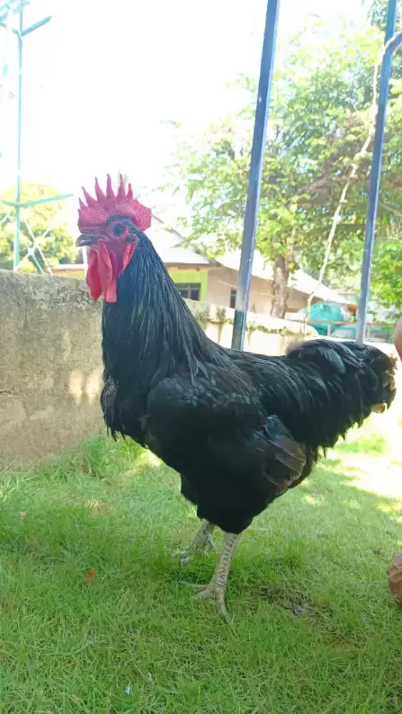Ayam Petelur Australorp Murah