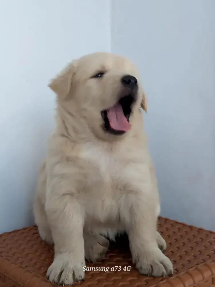 Anakan anjing ras mix