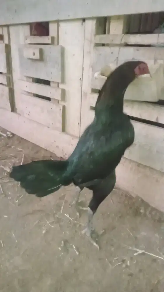 Ayam bangkok indukan