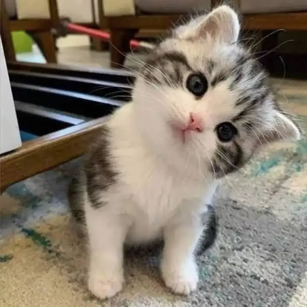 Penitipan kucing