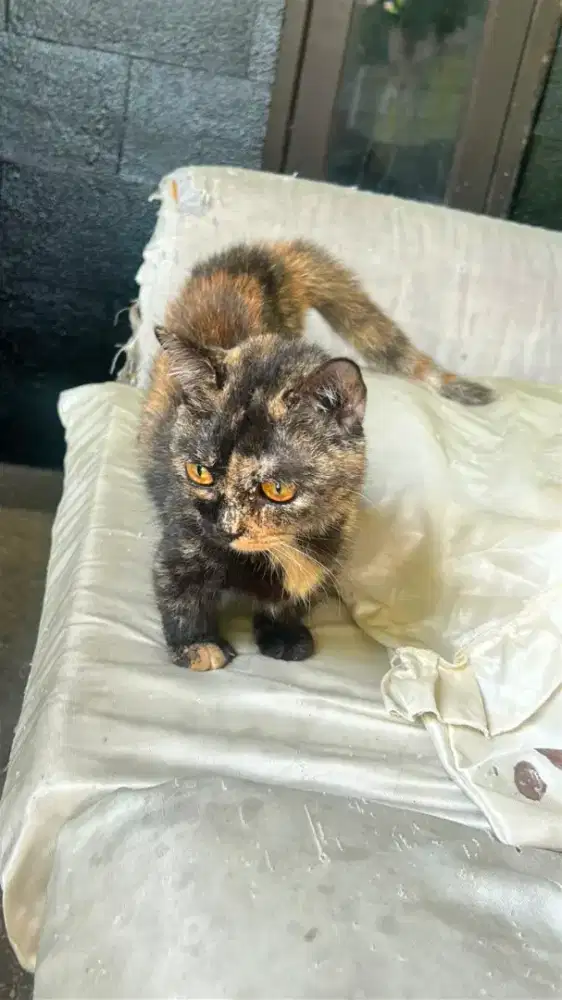 Kucing Munchkin/kucing cebol/kucing kaki pendek