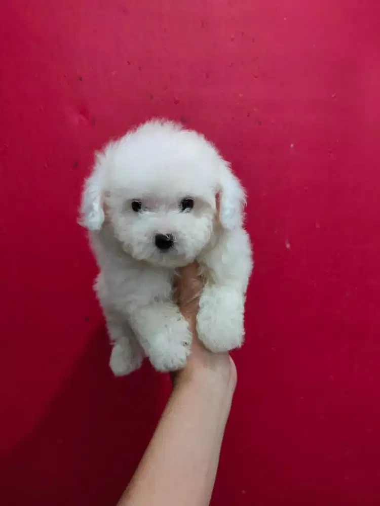 Anjing / puppies bichon frise jantan