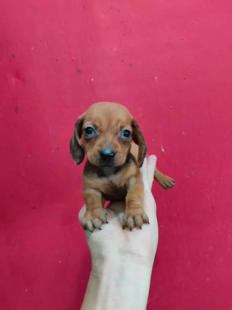Anjing / puppies mini teckel betina