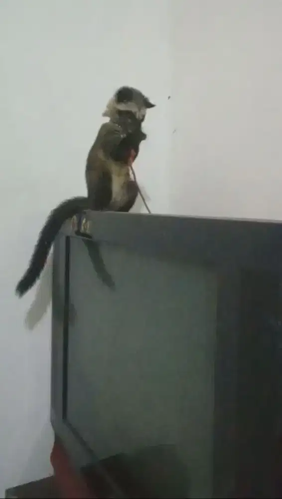 Musang masih anakan jinak