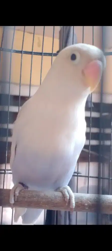 Love bird pasvio ring eks Masteran