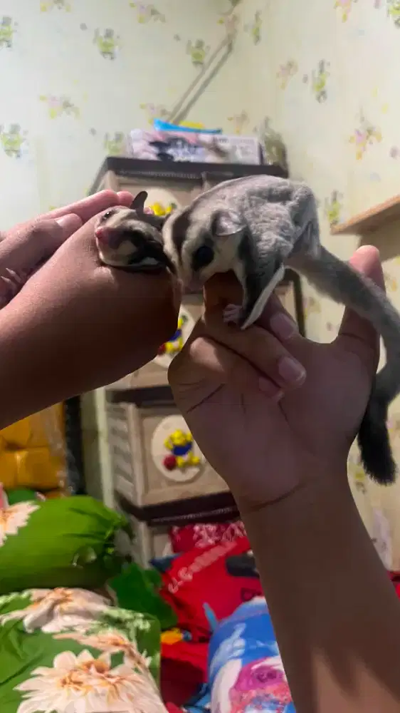 SG JOEY JANTAN LEPAS ADOPSI