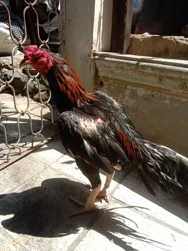 Jual BK KLASIK UMURAN 10 BULAN,UKURAN 4,UDH WIN 4 X,JAKU 1,5 RUAS.