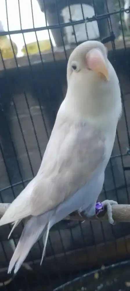 Love bird pasvio jantan