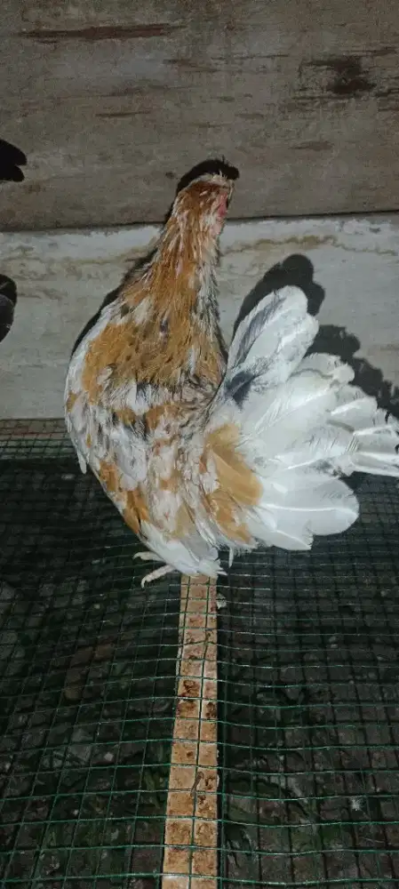 Ayam Kate betina