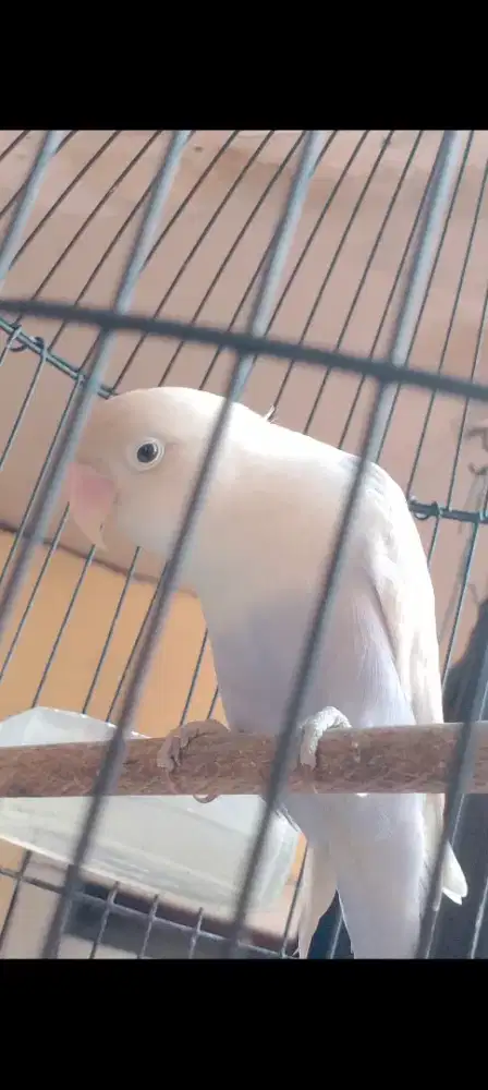 Love bird pasvio ngekek aktif